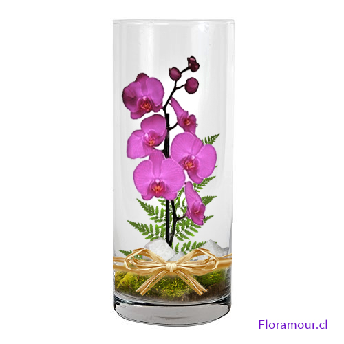 Florero con Orquídeas
Florero de vidrio con arreglo de orquídeas al interior (Diseño durable con flores cortadas en agua. Colorido puede variar según importación)