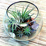 Terrarium bowl de vidrio con plantas exóticas de la selva centroamericana. Plantas que no requieren riego ni tierra, sólo rocío día por medio. Tillandsias, beneficiosas neutralizadoras de ondas eléctricas y purificadoras de aire. Feng Shui